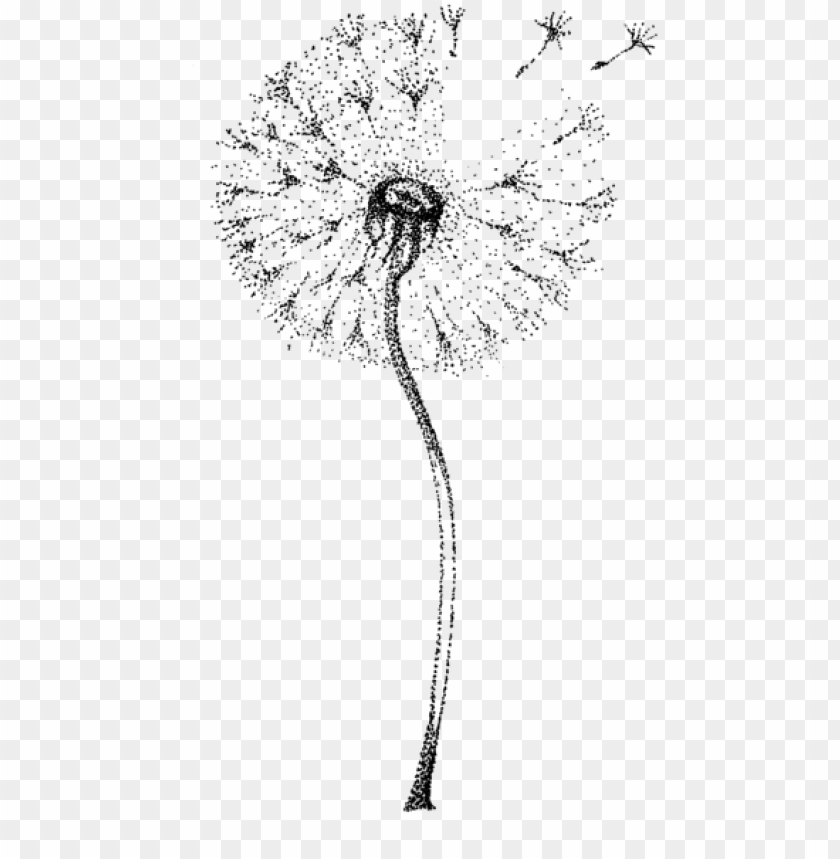 Detail Dandelion Transparent Background Nomer 45