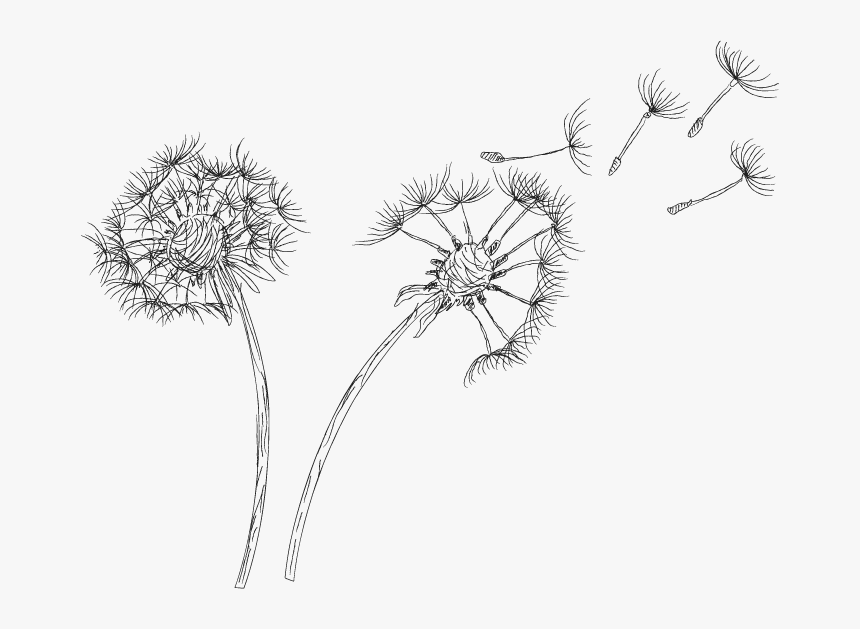 Detail Dandelion Transparent Background Nomer 46