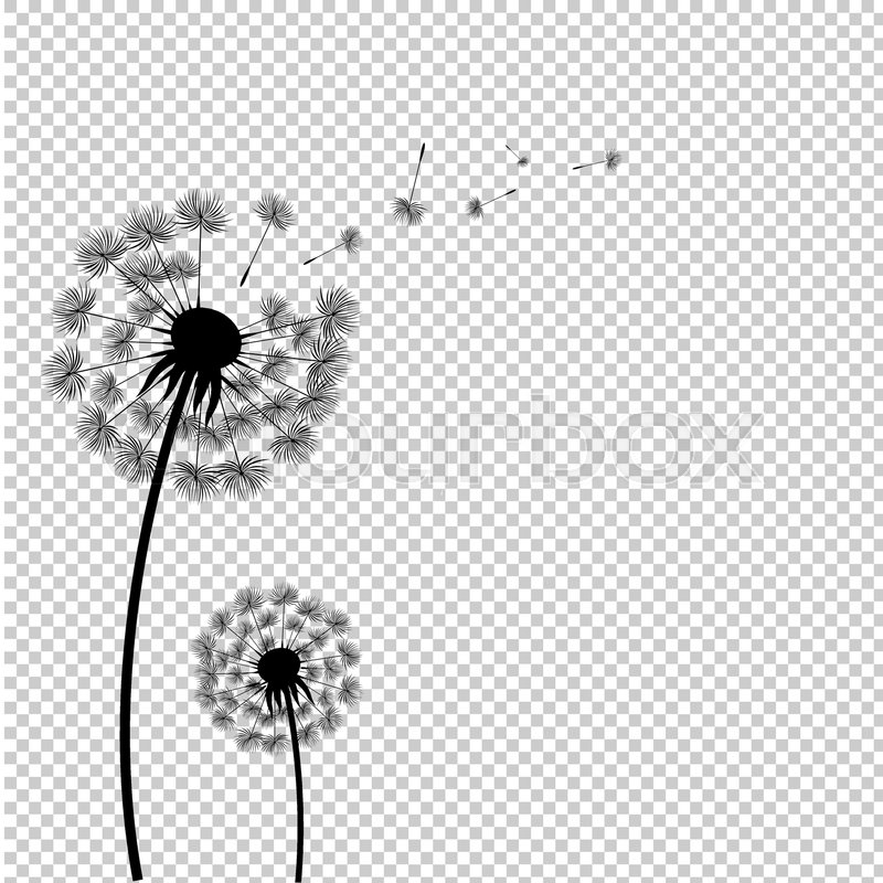 Detail Dandelion Transparent Background Nomer 48