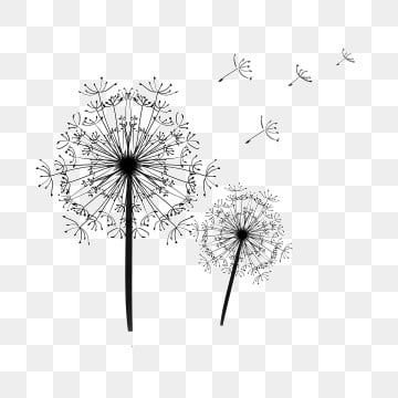 Detail Dandelion Transparent Background Nomer 55