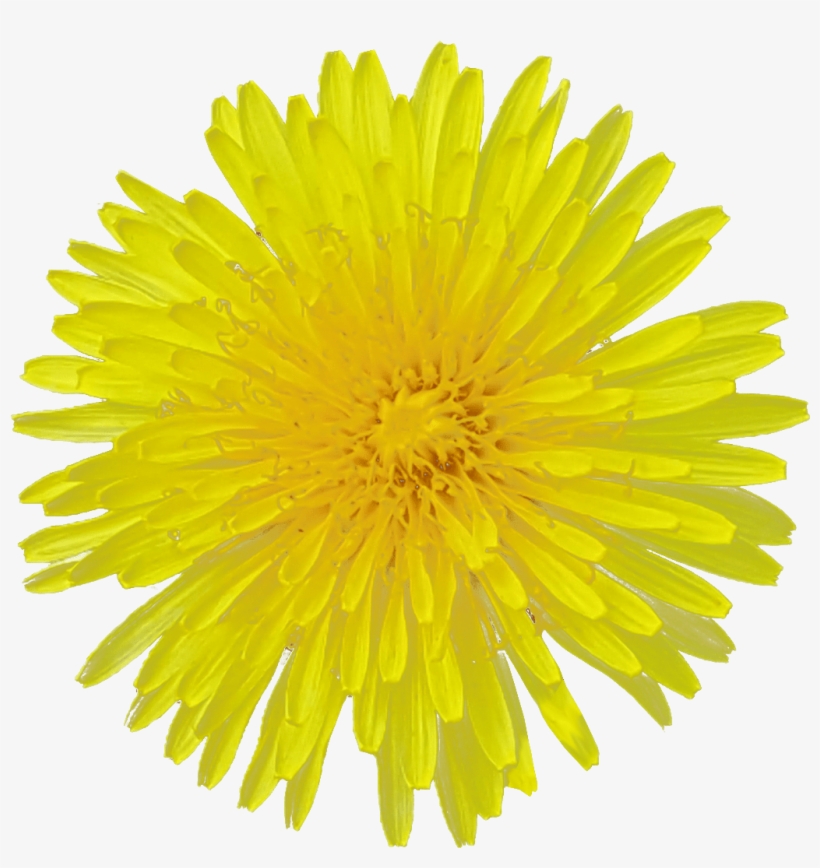 Detail Dandelion Transparent Background Nomer 56