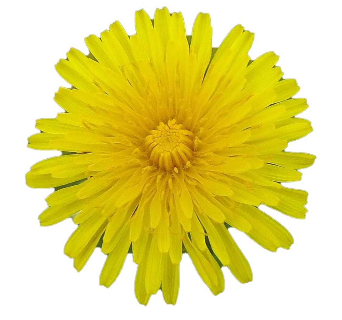 Detail Dandelion Transparent Background Nomer 57