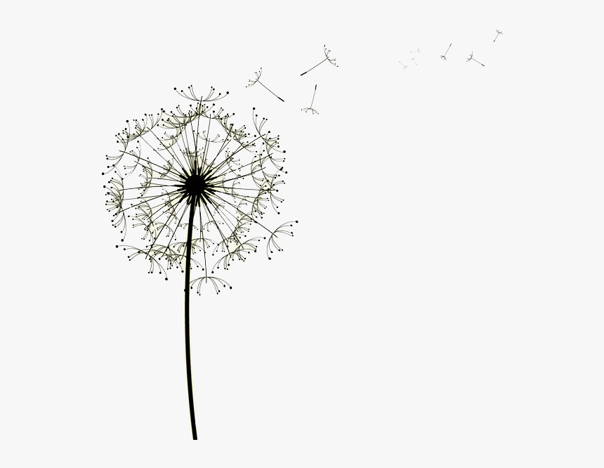 Detail Dandelion Transparent Background Nomer 7