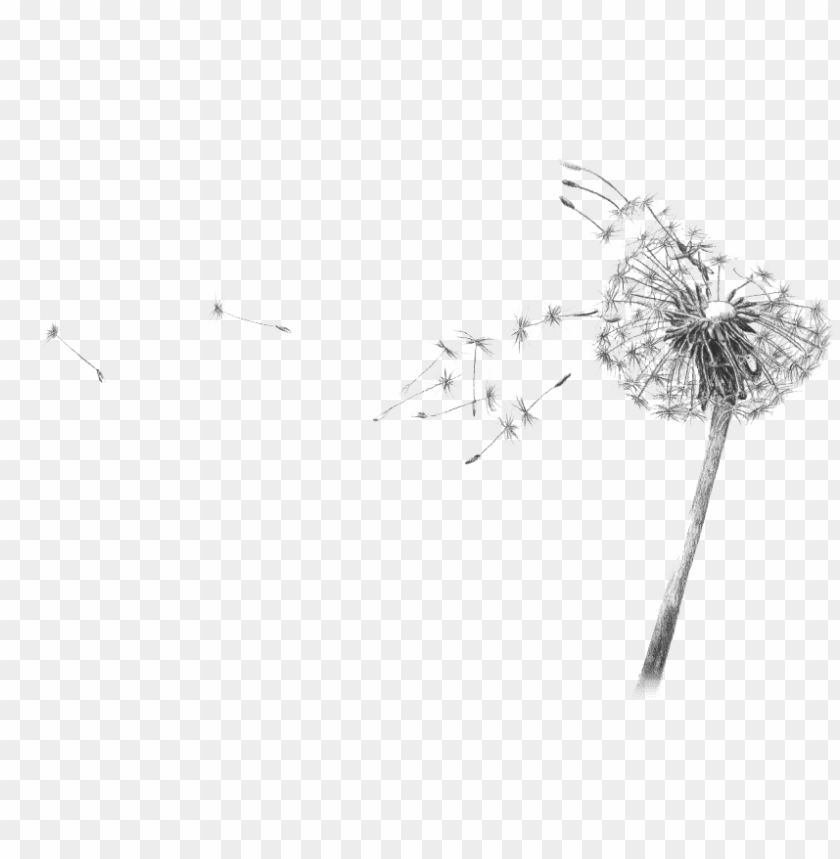 Detail Dandelion Transparent Background Nomer 9