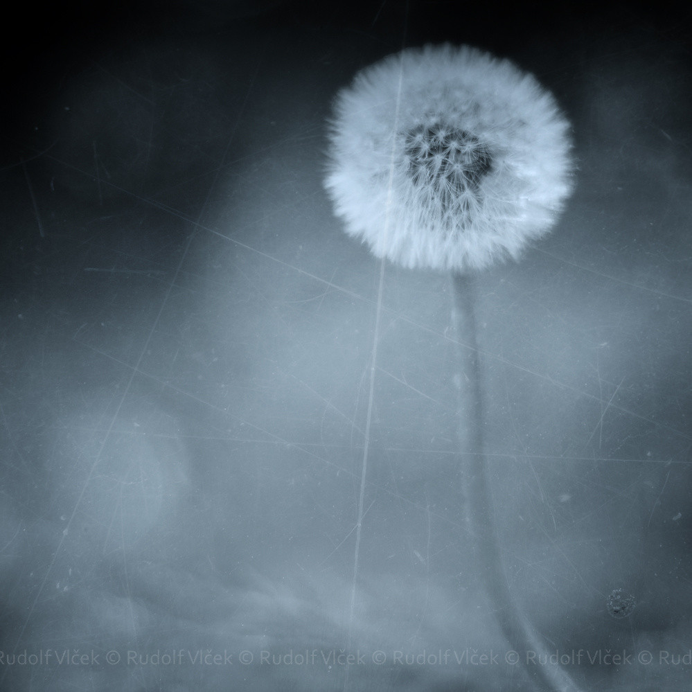 Detail Dandelion Tumblr Nomer 51