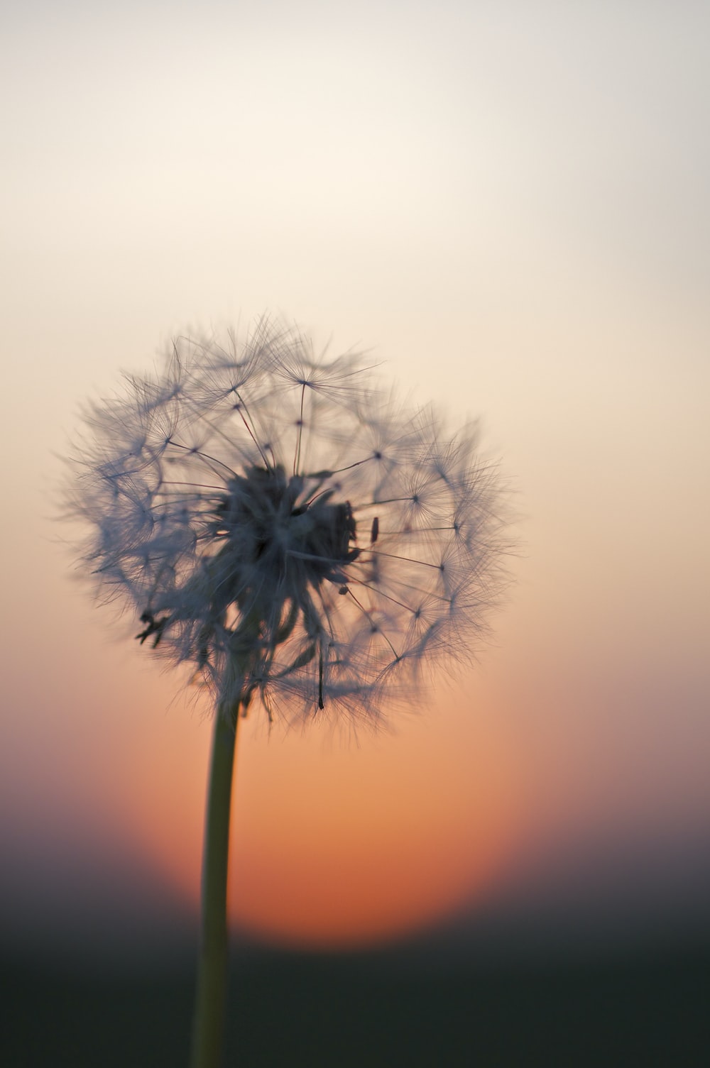 Detail Dandelion Wallpaper Hd Nomer 2