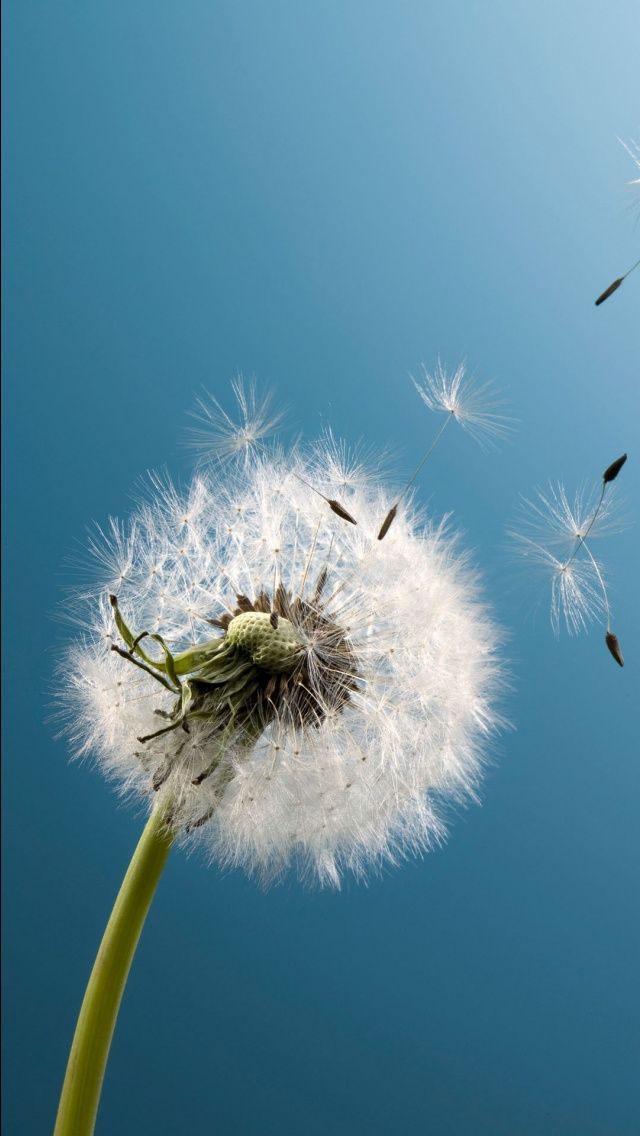 Detail Dandelion Wallpaper Hd Nomer 11