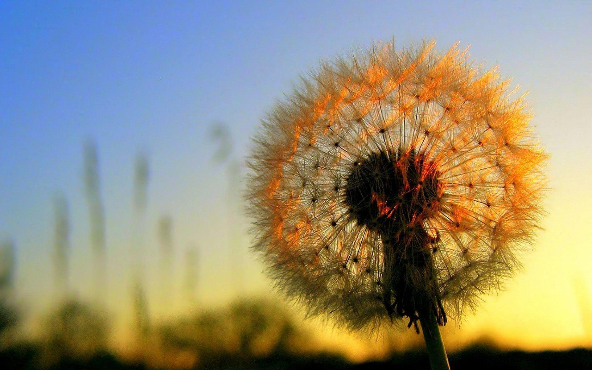 Detail Dandelion Wallpaper Hd Nomer 17