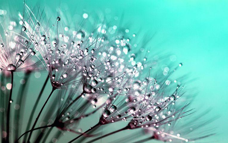 Detail Dandelion Wallpaper Hd Nomer 21