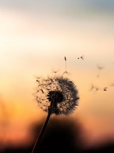 Detail Dandelion Wallpaper Hd Nomer 22