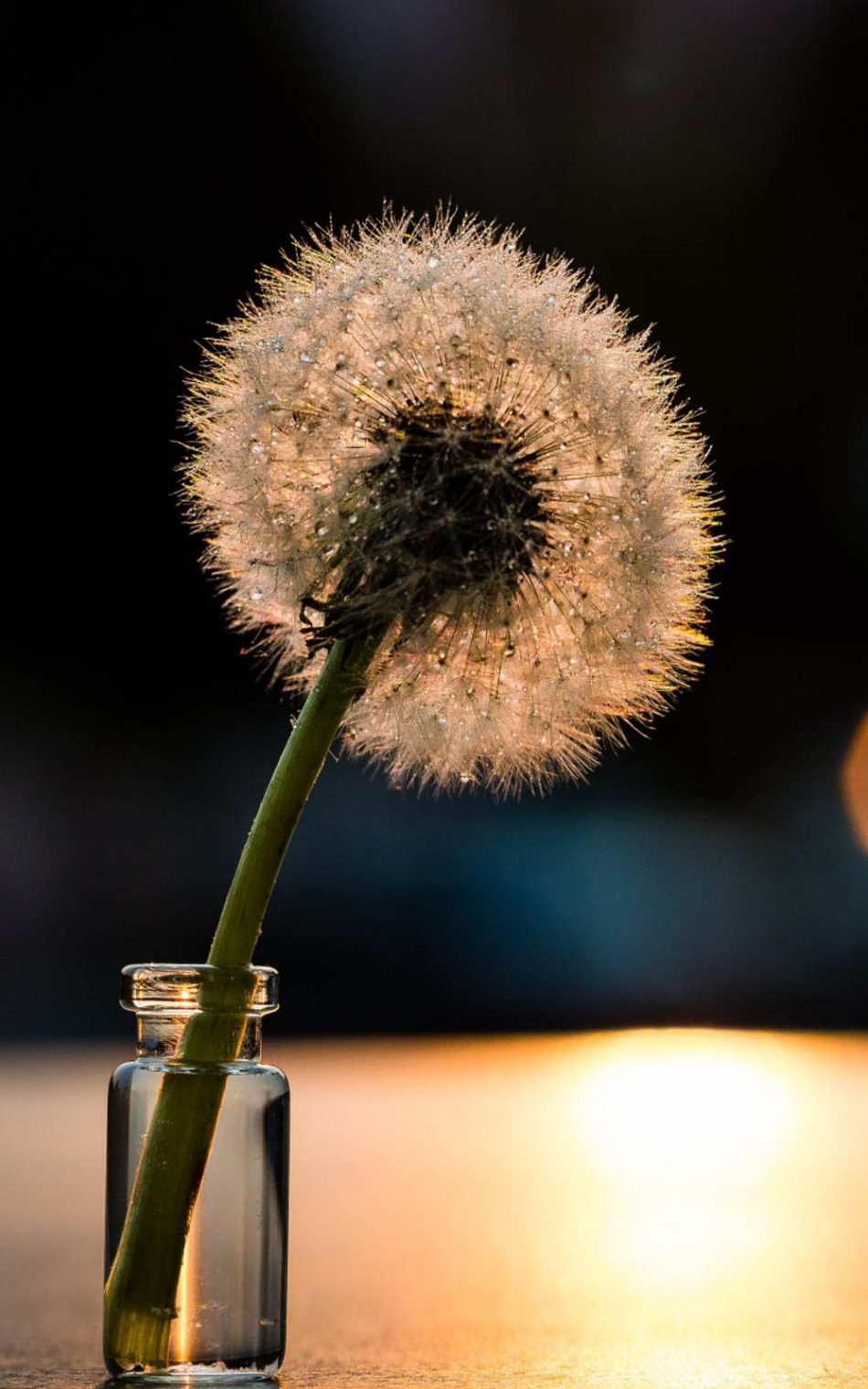 Detail Dandelion Wallpaper Hd Nomer 23