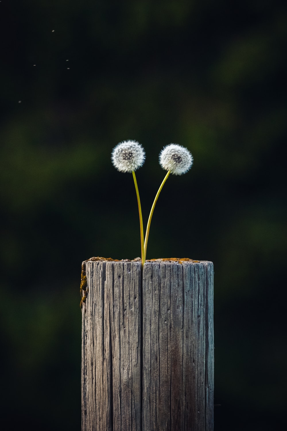 Detail Dandelion Wallpaper Hd Nomer 24