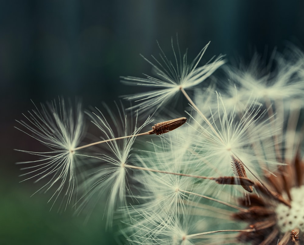 Detail Dandelion Wallpaper Hd Nomer 28