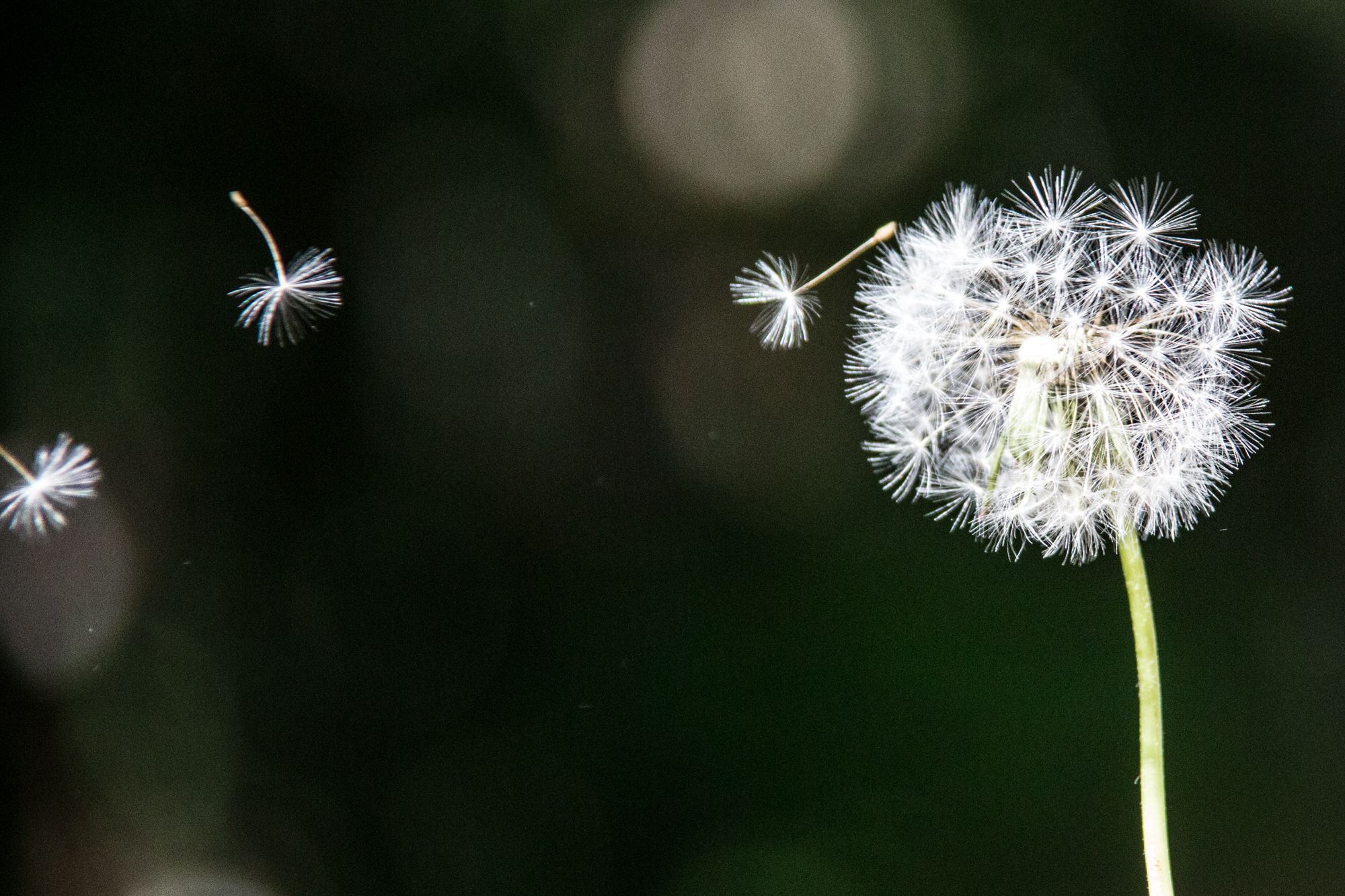 Detail Dandelion Wallpaper Hd Nomer 30