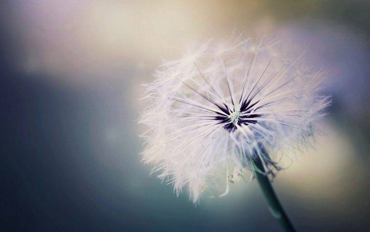 Detail Dandelion Wallpaper Hd Nomer 31