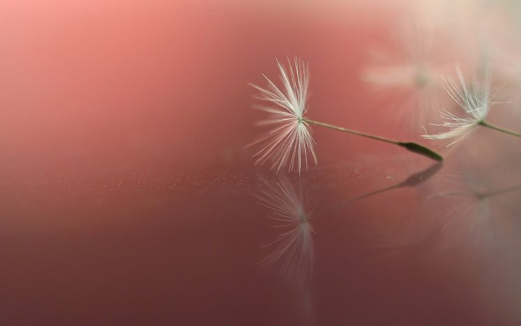 Detail Dandelion Wallpaper Hd Nomer 36