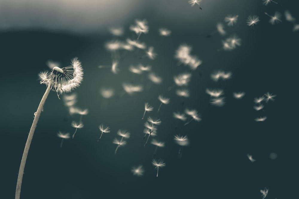 Detail Dandelion Wallpaper Hd Nomer 41