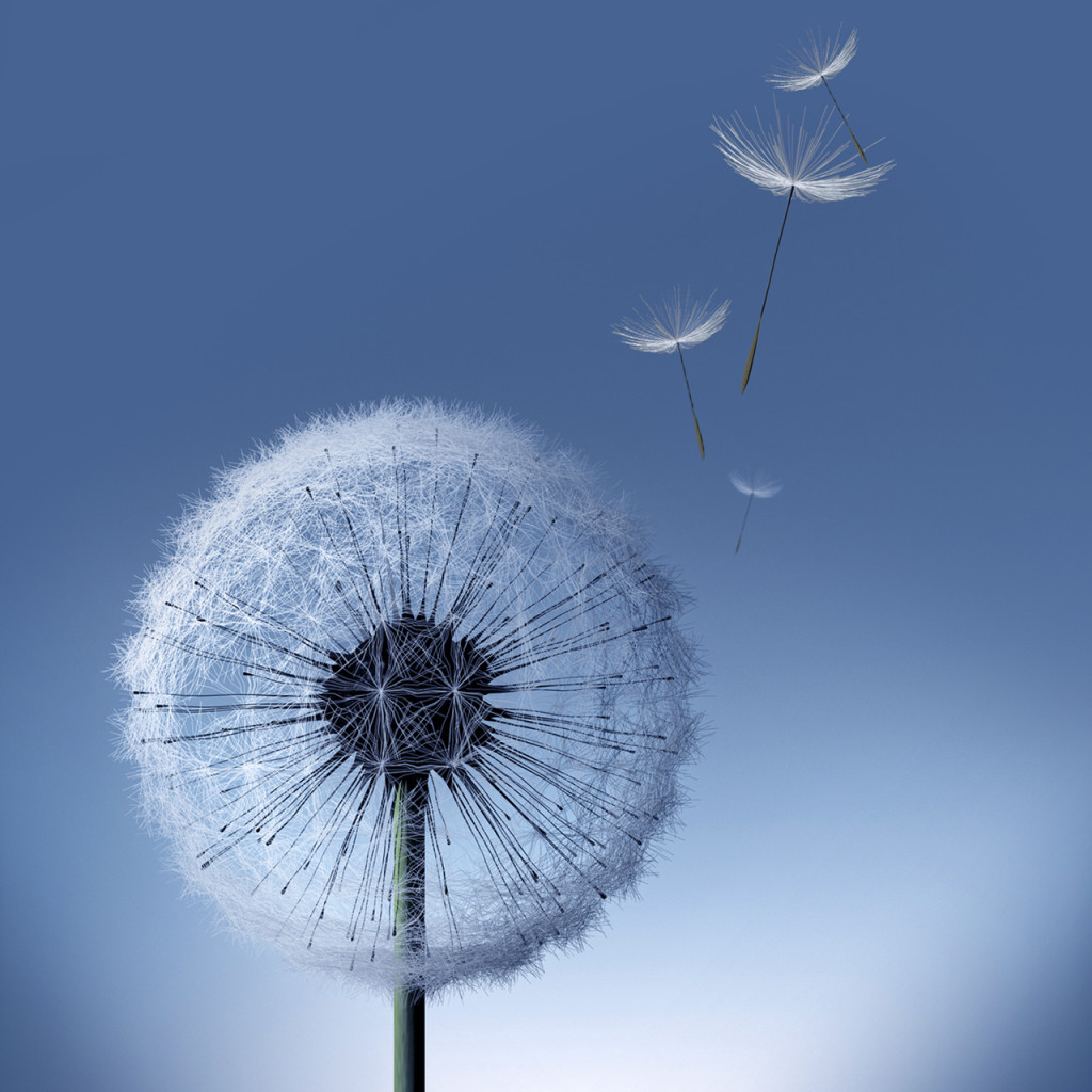 Detail Dandelion Wallpaper Hd Nomer 44