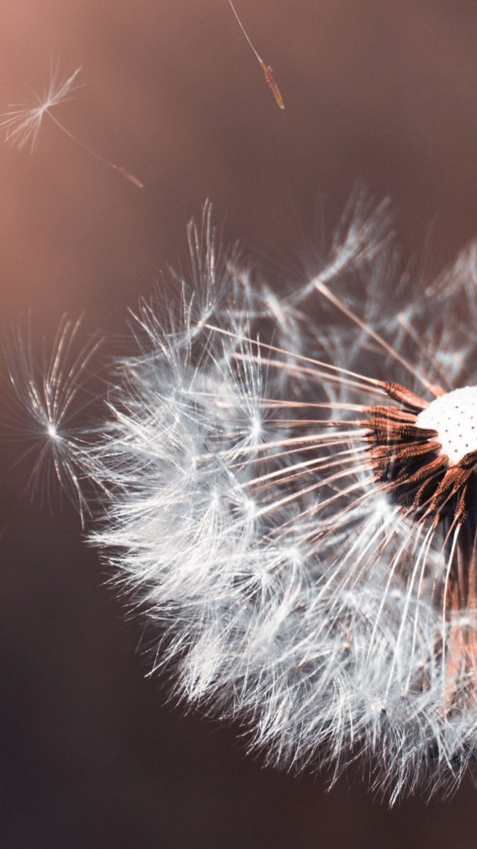 Detail Dandelion Wallpaper Hd Nomer 45