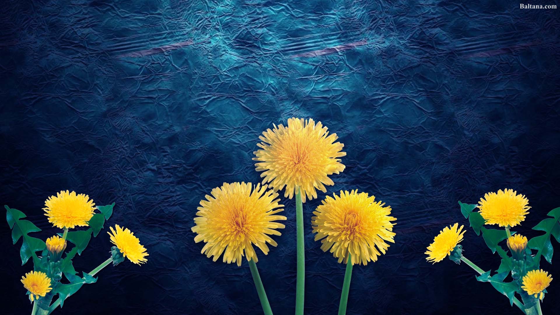 Detail Dandelion Wallpaper Hd Nomer 47