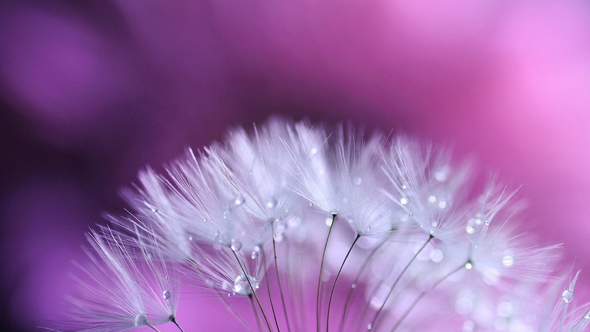 Detail Dandelion Wallpaper Hd Nomer 56