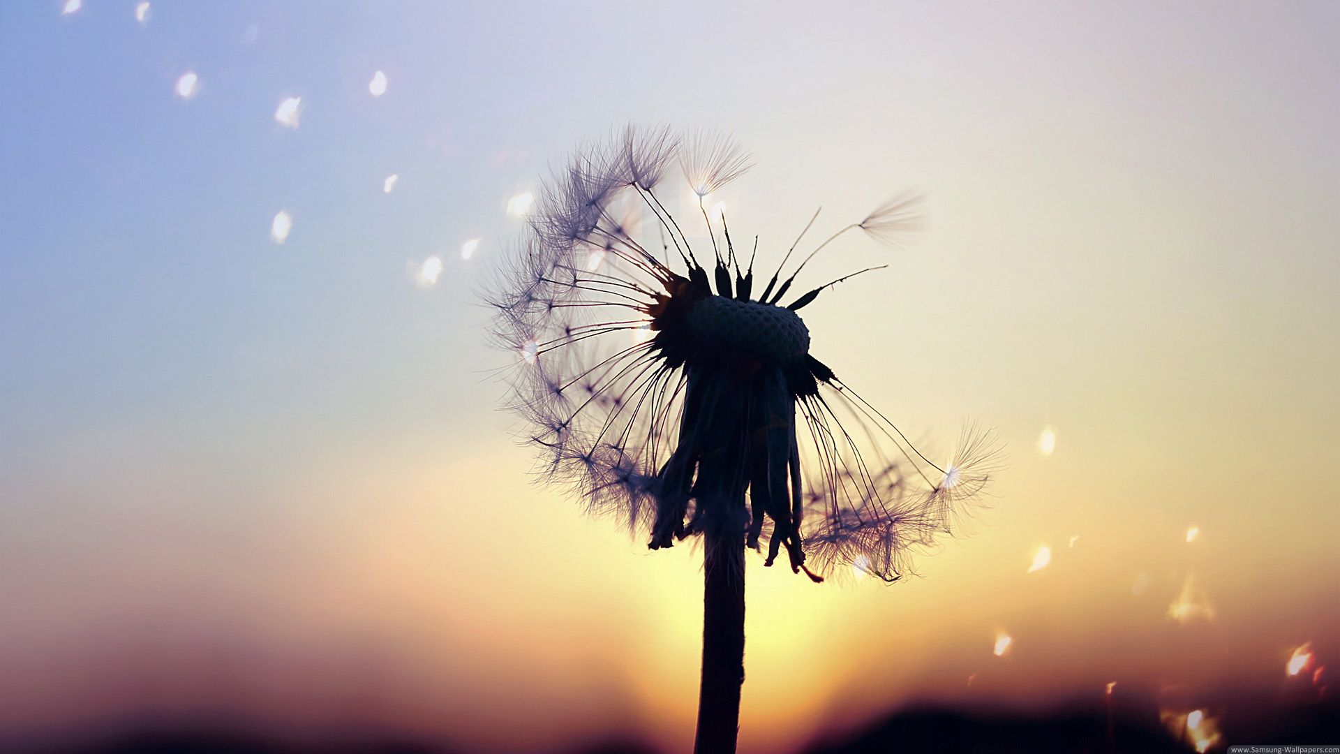 Detail Dandelion Wallpaper Hd Nomer 7