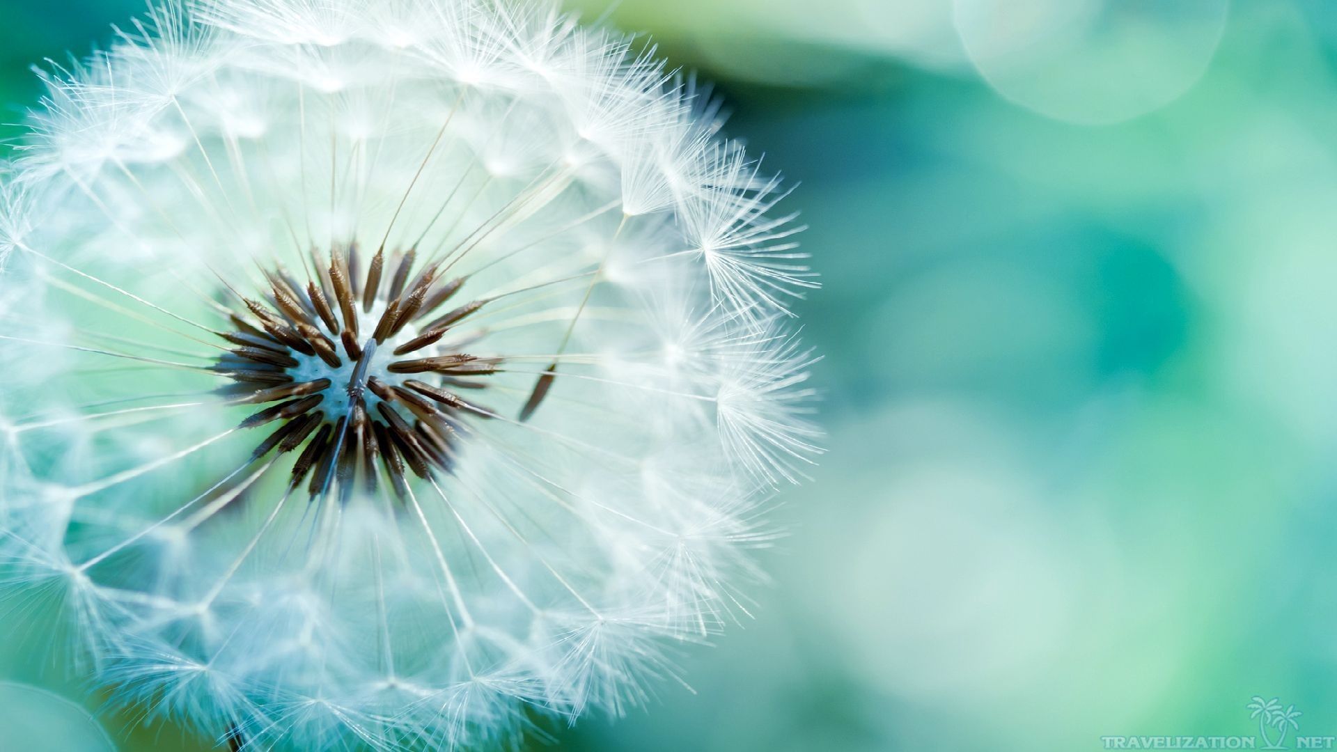 Detail Dandelion Wallpaper Hd Nomer 10