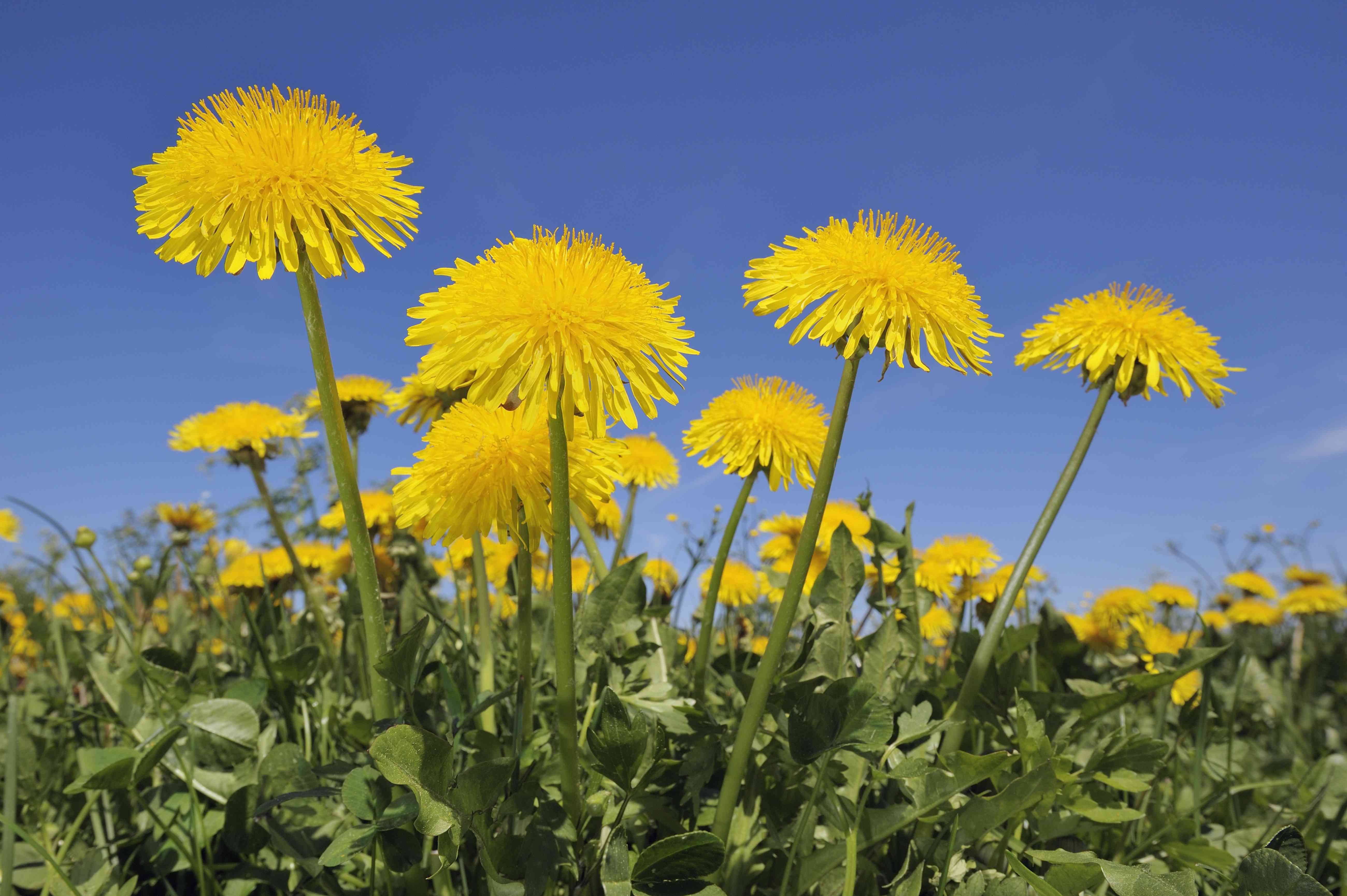 Detail Dandelions Pictures Nomer 22