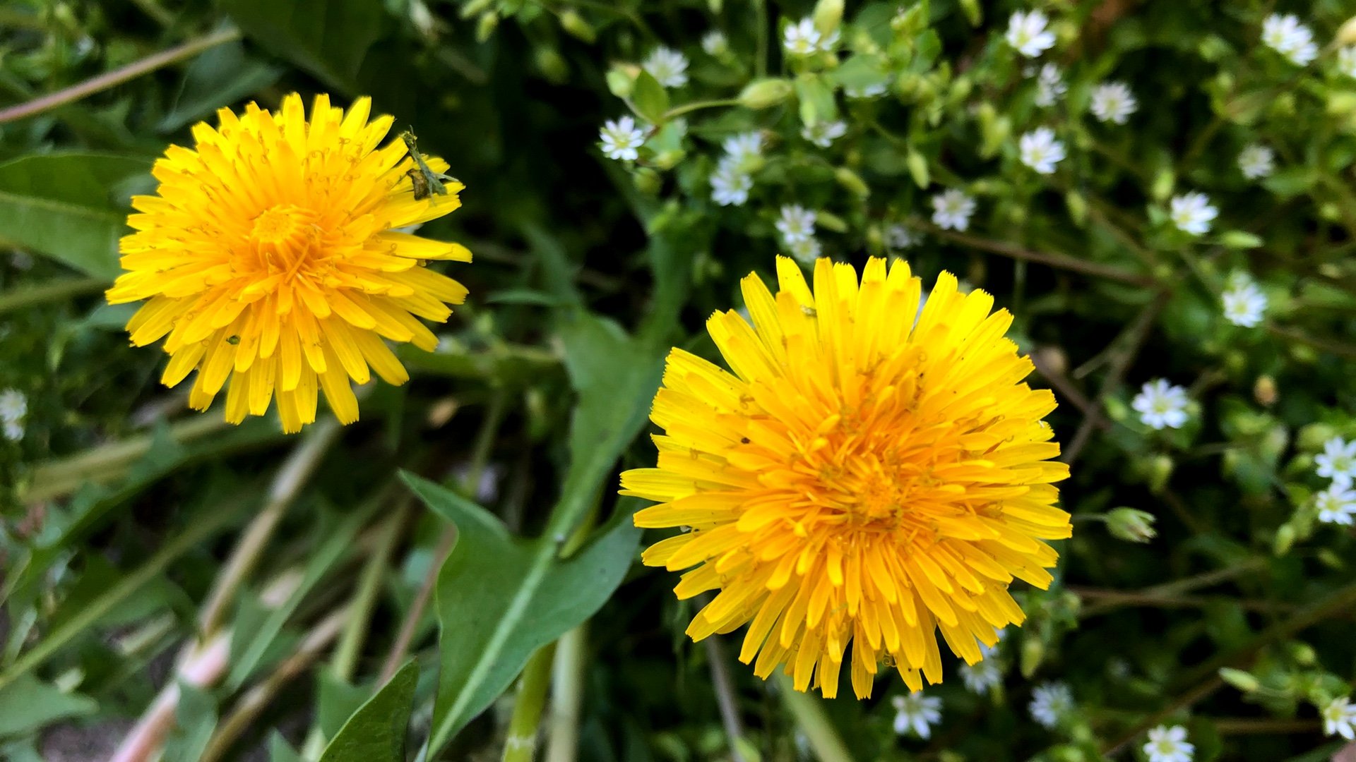 Detail Dandelions Pictures Nomer 4