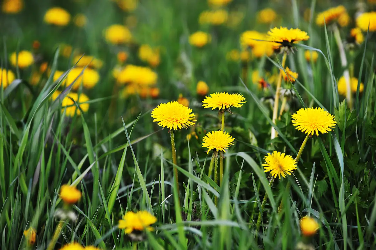 Detail Dandelions Pictures Nomer 42