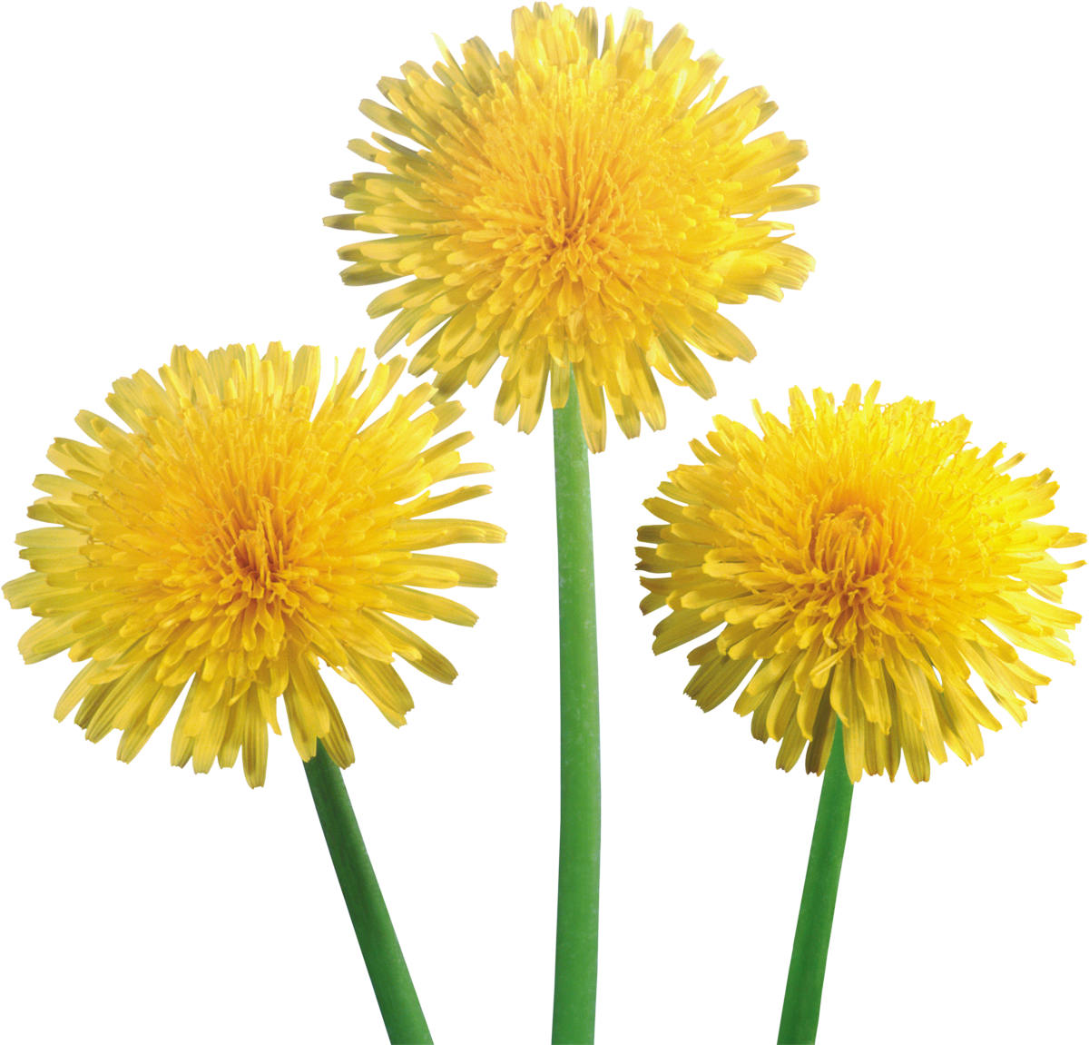 Detail Dandelions Png Nomer 3