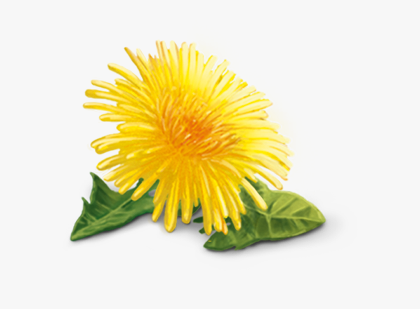 Detail Dandelions Png Nomer 23