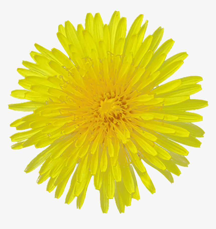 Detail Dandelions Png Nomer 32