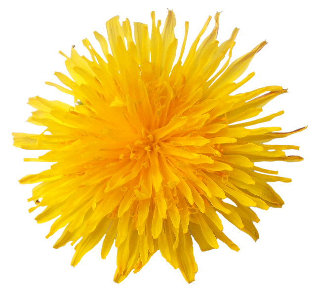 Detail Dandelions Png Nomer 33