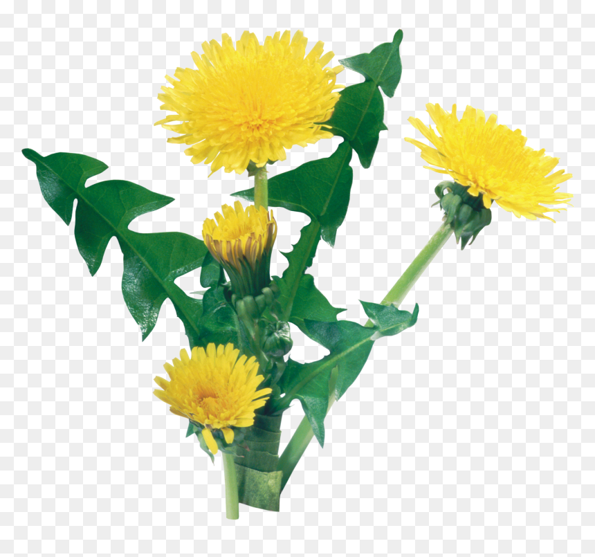 Detail Dandelions Png Nomer 36