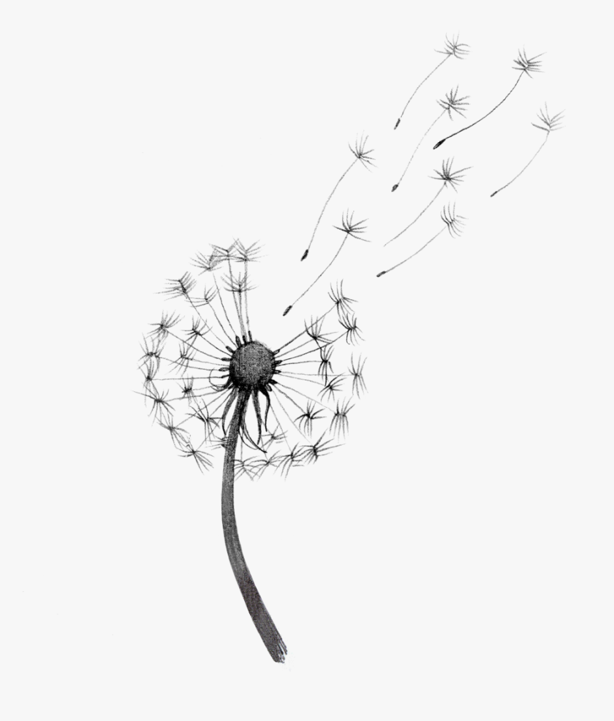 Detail Dandelions Png Nomer 7