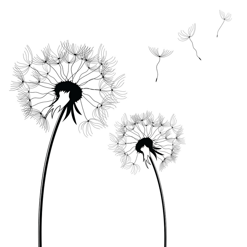 Detail Dandilion Clipart Nomer 20