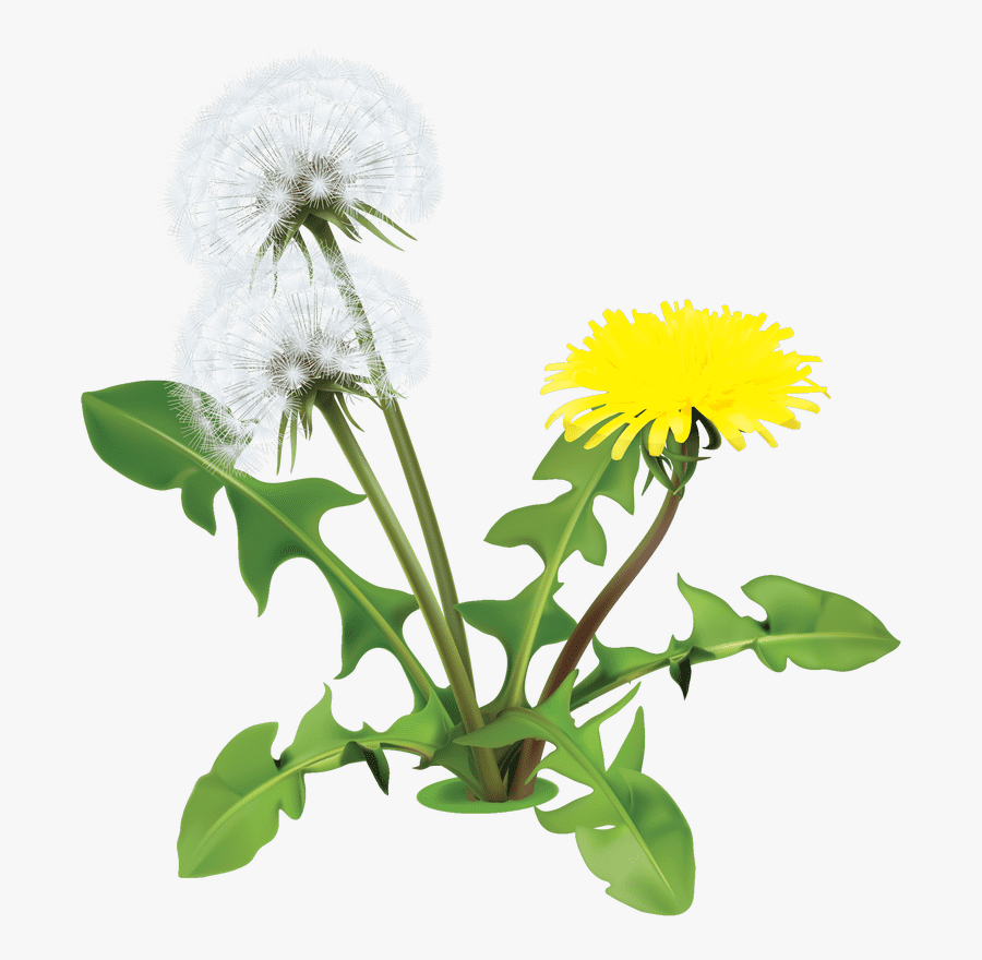 Detail Dandilion Clipart Nomer 8