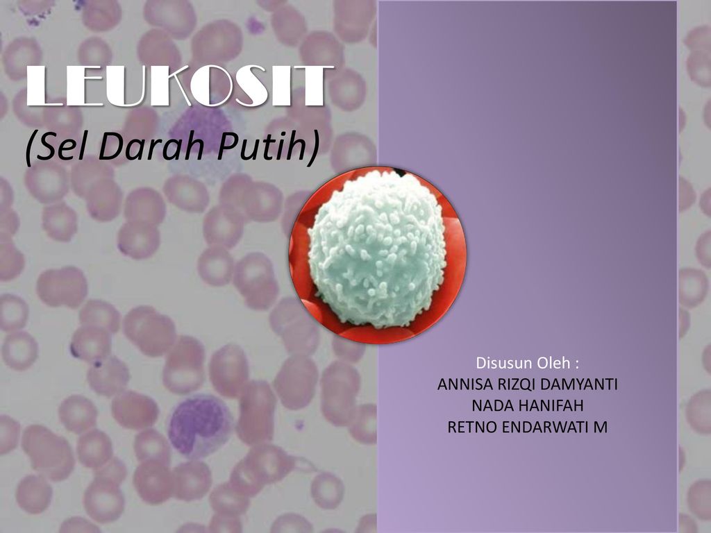 Detail Darah Gambar Leukosit Nomer 51