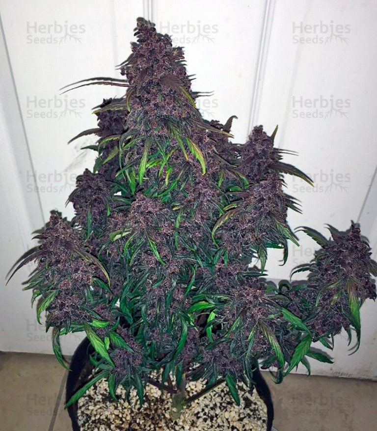 Detail Dark Devil Nomer 33