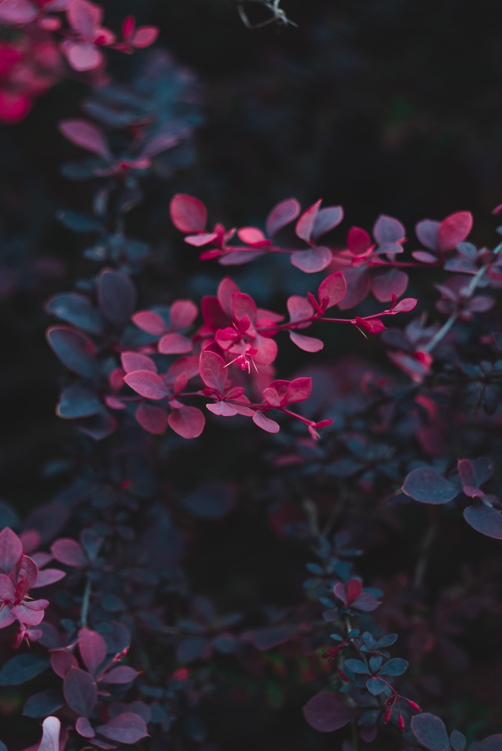 Dark Flower Wallpaper - KibrisPDR