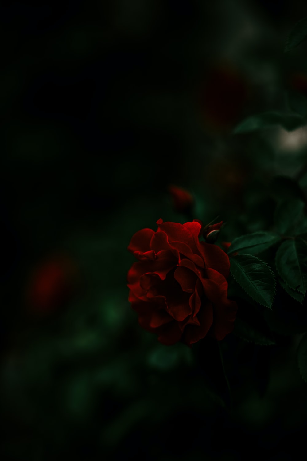 Detail Dark Flower Wallpaper Nomer 11