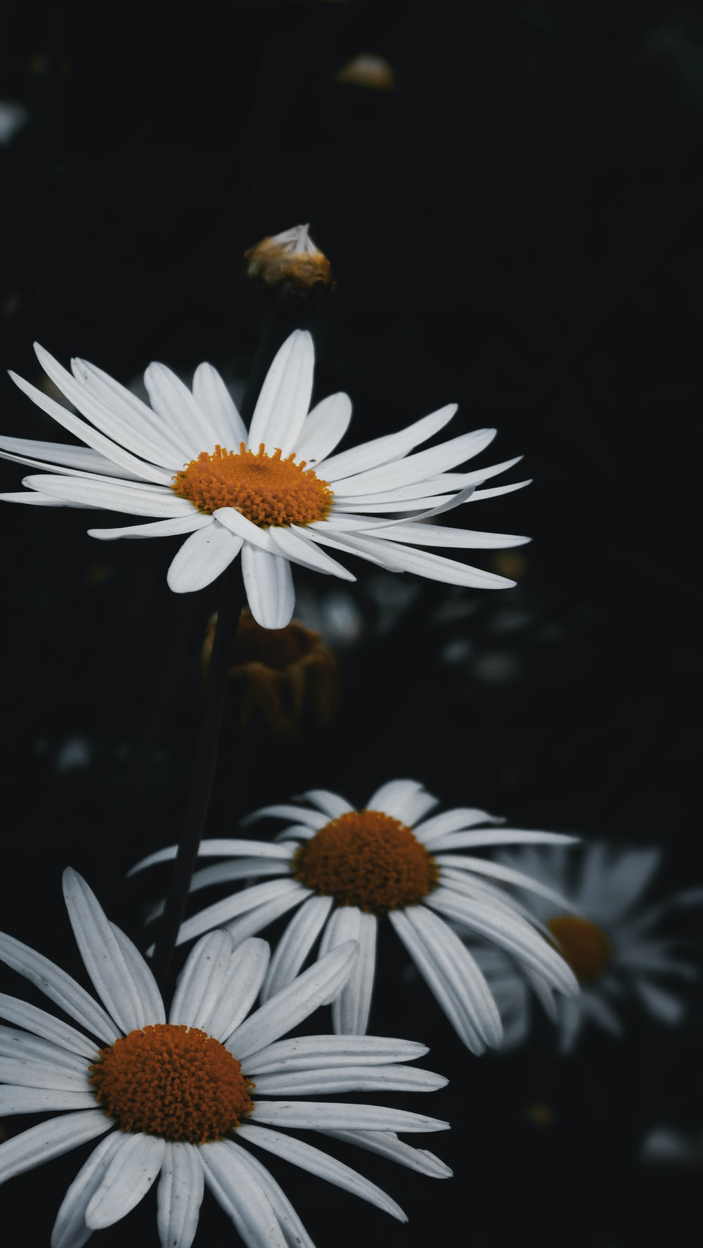Detail Dark Flower Wallpaper Nomer 13