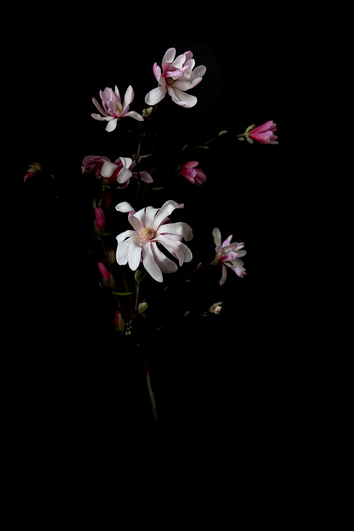 Detail Dark Flower Wallpaper Nomer 15