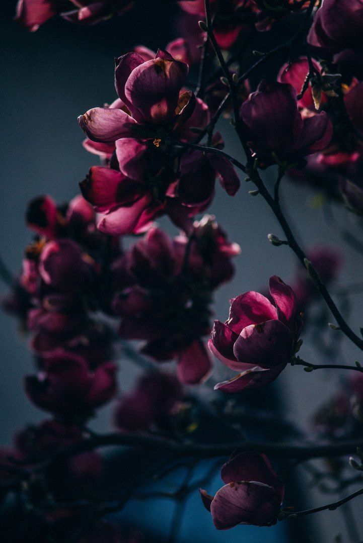 Detail Dark Flower Wallpaper Nomer 19