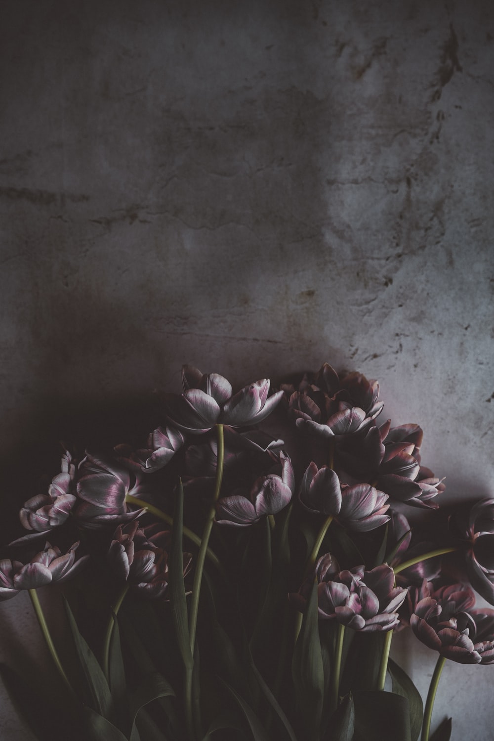 Detail Dark Flower Wallpaper Nomer 22