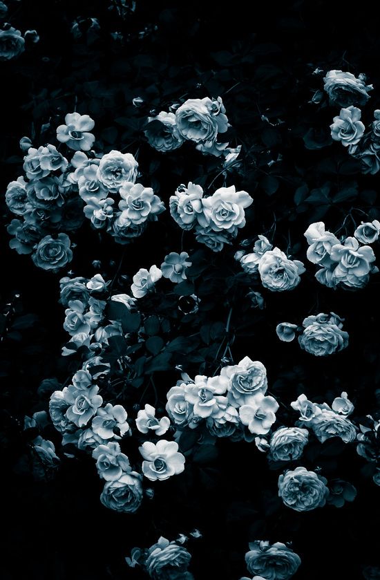 Detail Dark Flower Wallpaper Nomer 23