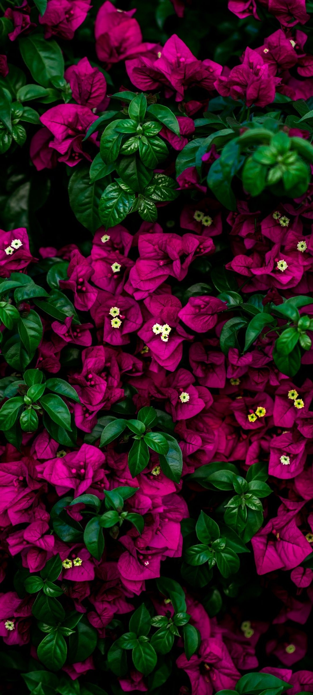 Detail Dark Flower Wallpaper Nomer 24