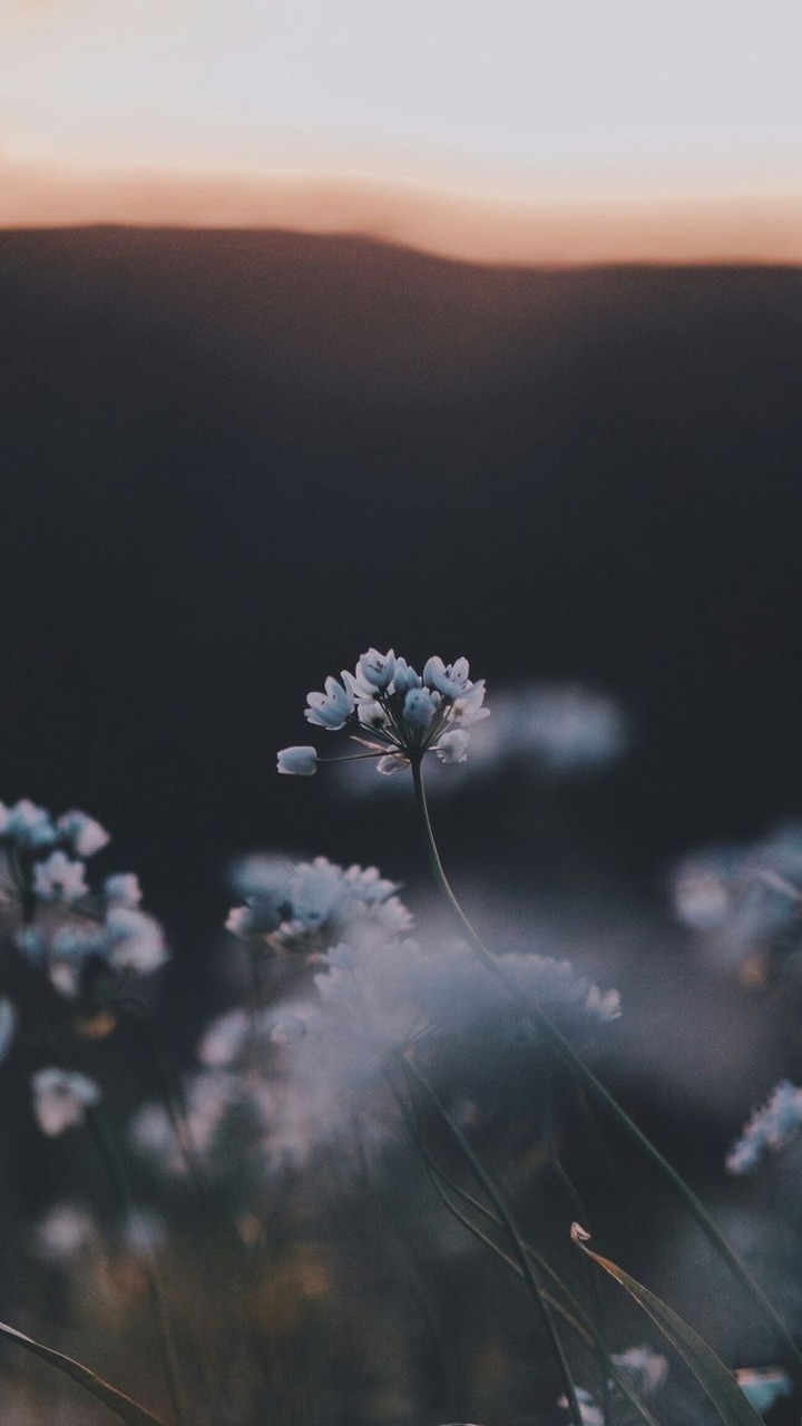 Detail Dark Flower Wallpaper Nomer 26