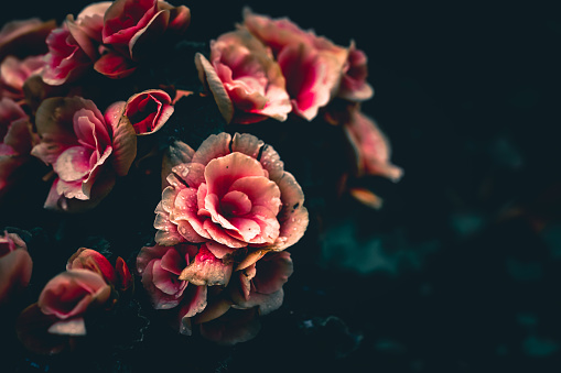 Detail Dark Flower Wallpaper Nomer 27